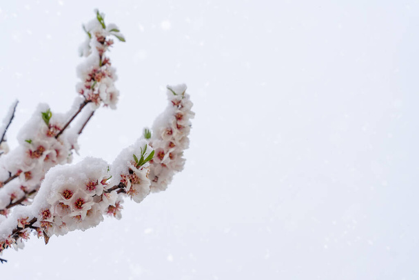 Virágok a mandula fa a hóban a havas tavaszi napon. Gyönyörű természet jelenet virágzó fa és napkitörés. Tavaszi virágok. Tavasz - Fotó, kép