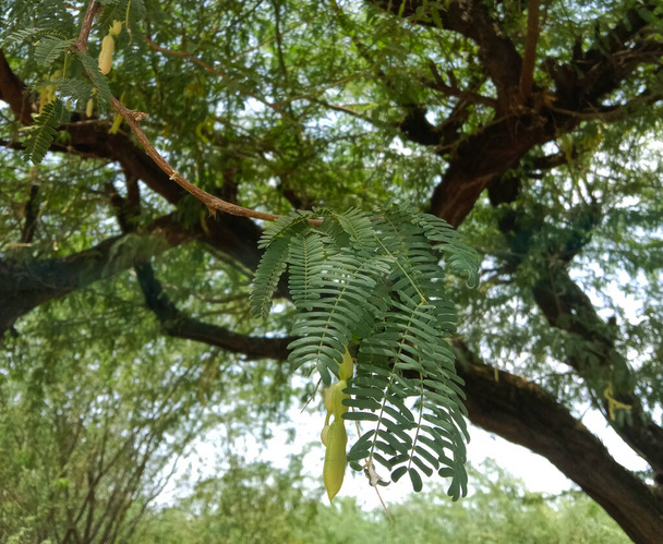 Vachellia nilotica oder Gum arabic Baum oder babool Baum Zweige und Früchte - Foto, Bild