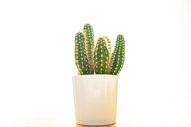 cactus plante épineux succulents sempervirent fleur intérieure en pot de fleurs copie espace flore fond - Photo, image