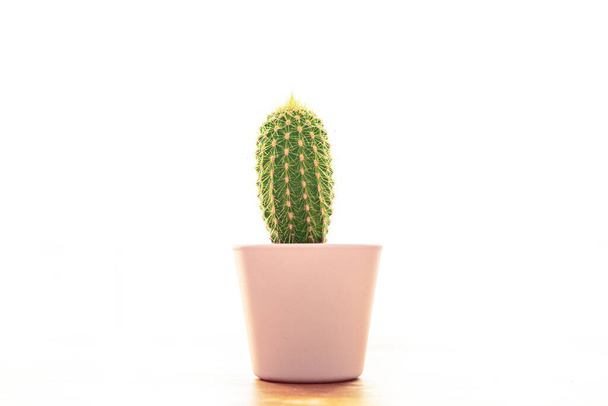 cactus plant thorny succulents evergreen indoor flower in flower pot copy space flora background - Foto, Imagem