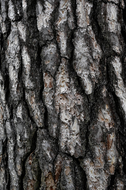 closeup of expressive texture of pine bark - Foto, Imagem