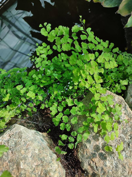 Fern Adiantum capillus-veneris with small pointed leaves near a pond - Photo, Image