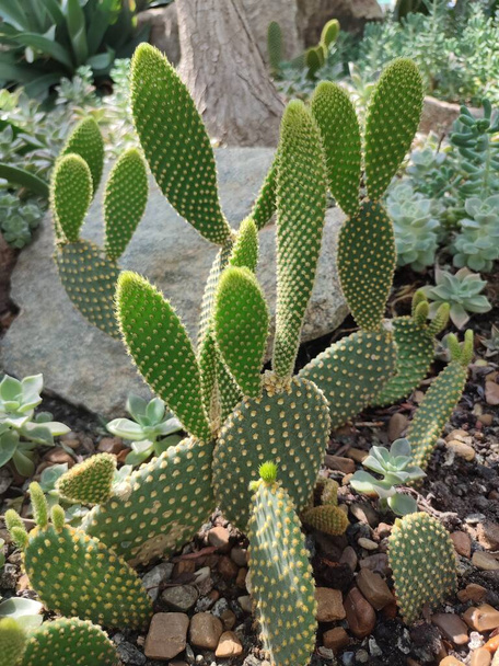 Cactus de pera espinosa grande con espinas en un invernadero de plantas tropicales en un ambiente vegetal de flora tropical y desértica - Foto, Imagen