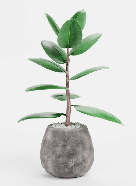 Realistic 3D Render of Ficus in Pot - Photo, Image