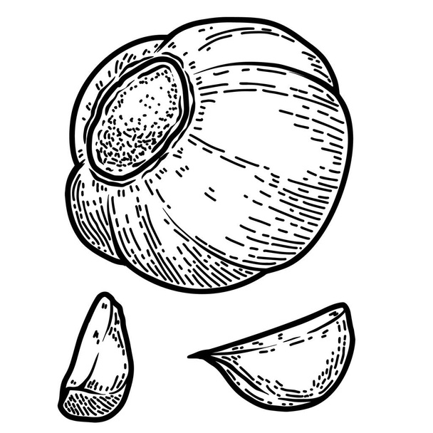 Set of illustration of garlic in engraving style. Design element for logo, label, emblem, sign, badge. Vector illustration - Vektori, kuva