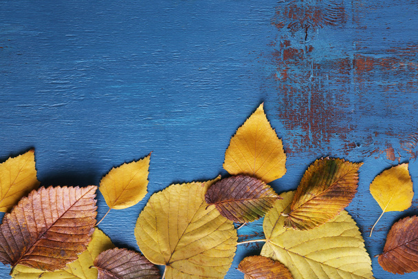 Yellow leaves on blue wooden background - Fotoğraf, Görsel