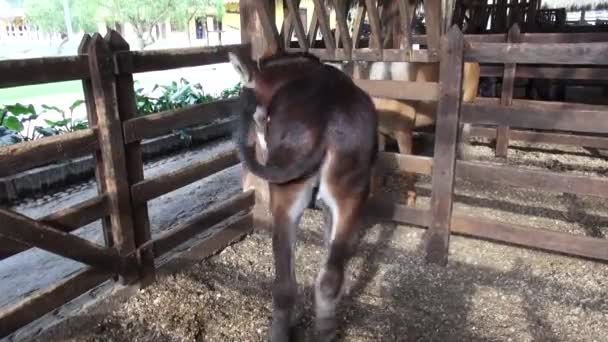 Donkey Pacing, Mules, Farm Animals - Footage, Video