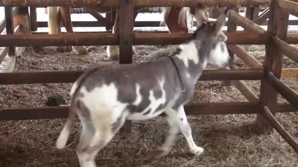 Donkey Pacing, Mules, Farm Animals - Materiaali, video