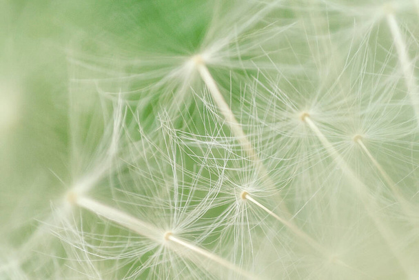 Abstract dandelion background. artistic nature closeup. Spring summer background. Close up dandelion seeds, macro - Photo, image