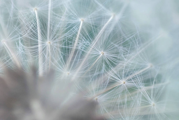 Abstract dandelion background. artistic nature closeup. Spring summer background. Close up dandelion seeds, macro - Photo, Image