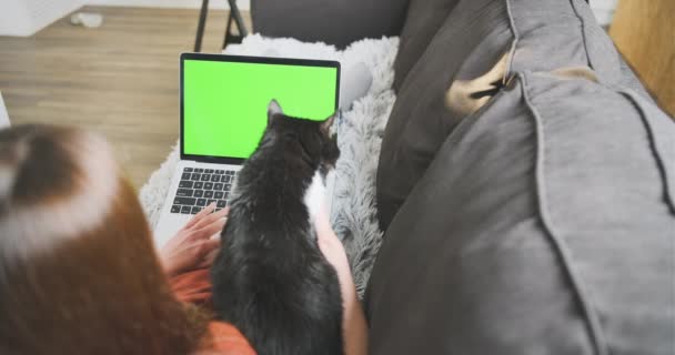 Een jonge vrouw ligt op een bank met een laptop en een kat, streelt een huisdier en probeert te werken. Groen scherm, medium shot, achteraanzicht. Het concept van thuiskantoor, leren, thuiswerken, freelancen - Video