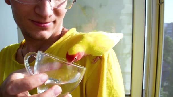 Hän antaa papukaijalle vettä kupista. Tamed kaunis ruusuinen lovebird (Agapornis roseicollis) istuu miehen olkapäällä loggia kotona. Kopioi tila. - Materiaali, video