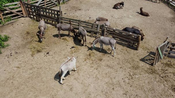 Donkey farm. Aerial drone view flight over many donkeys in corral on donkey farm on sunny day. Domestic rural animals in village. Herd of livestock and domestic animal grazing in paddock in summer - 写真・画像