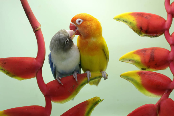 Kyyhkyläiset istuvat banaaninkukkien päällä. Tämä lintu, jota käytetään todellisen rakkauden symbolina, on tieteellinen nimi Agapornis fischeri. - Valokuva, kuva