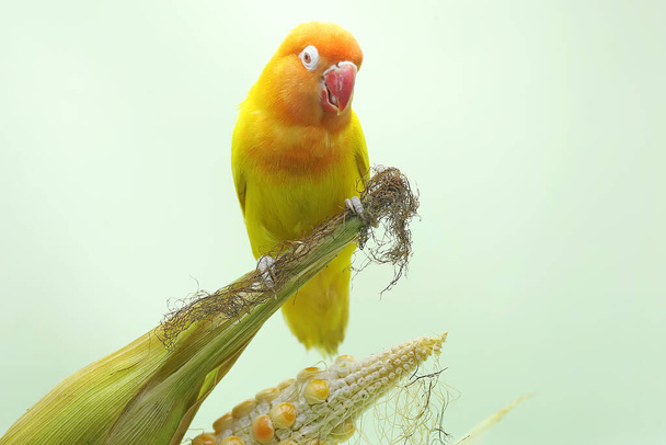 A gerlepár egy betakarításra kész kukoricamagra van ültetve. Ez a madár, amit az igaz szerelem szimbólumaként használnak, tudományos neve Agapornis fischeri.. - Fotó, kép