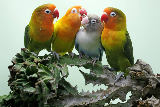 Cztery gołąbeczki siedzą na drzewie kaktusowym. Ten ptak, który jest używany jako symbol prawdziwej miłości ma naukowe imię Agapornis fischeri. - Zdjęcie, obraz