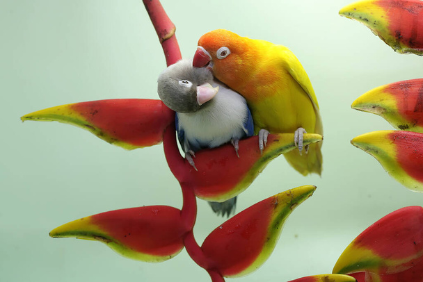 Para gołąbków siedzi na dzikich kwiatach bananów. Ten ptak, który jest używany jako symbol prawdziwej miłości ma naukowe imię Agapornis fischeri. - Zdjęcie, obraz