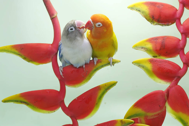 Kyyhkyläiset istuvat banaaninkukkien päällä. Tämä lintu, jota käytetään todellisen rakkauden symbolina, on tieteellinen nimi Agapornis fischeri. - Valokuva, kuva