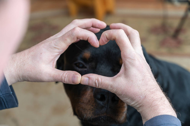 A man's hands show the shape of his heart in front of a large black dog. Owner gestures in front of the muzzle of an adult male Rottweiler. - Fotografie, Obrázek