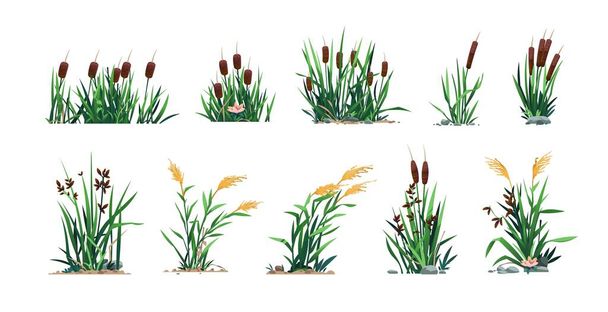 Reed and cattails. Swamp bulrush grass and lake botany, cartoon river marsh and pond flora, computer game asset. Vector isolated set. Natural environment vegetation elements, floral bloom - Вектор,изображение