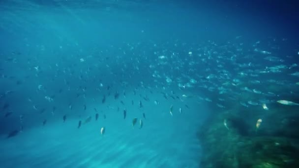 Підводний вид на рибу в океані
  - Кадри, відео