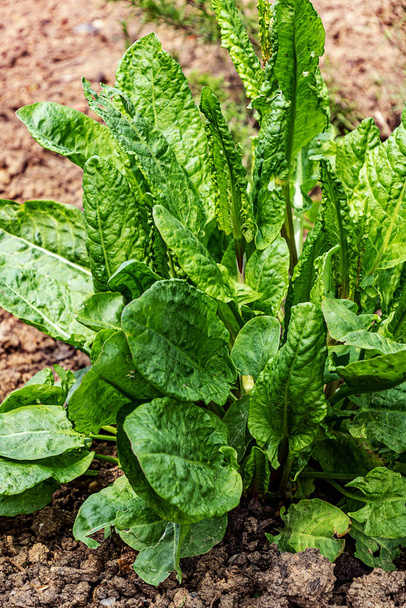 Sorrel növény (Rumex acetosa). Közönséges sóska, spenót dokk, kerti termesztés. - Fotó, kép