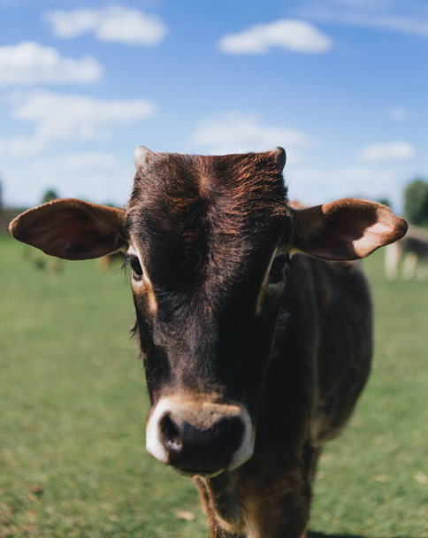 A brown calf with small horns grazes in a green meadow - Φωτογραφία, εικόνα