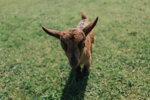 Mignonnes et belles chèvres domestiques avec cornes - Photo, image