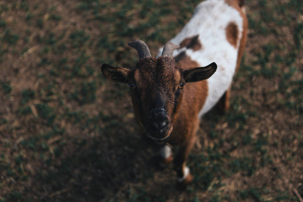 Cute and beautiful domestic goats with horns - Photo, image