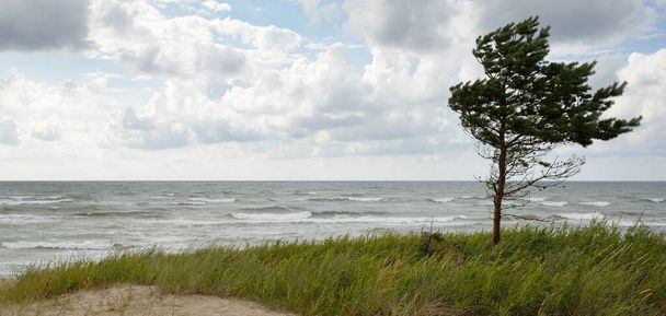 Brzeg Morza Bałtyckiego po deszczu. Wydmy, trawa wydmowa, samotne drzewa. Dramatyczne zachody słońca, świecące chmury burzowe, wiatr. Malownicze krajobrazy panoramiczne. Natura, środowisko, zmienna pogoda, cyklon - Zdjęcie, obraz