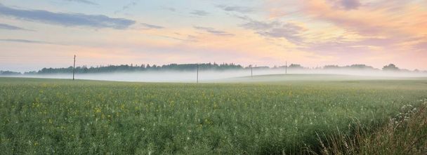 Vista panorámica de un campo agrícola arado verde (prado forestal, césped), amanecer, niebla. Paisaje rural idílico de verano. Naturaleza, medio ambiente, ecología, ecoturismo, senderismo, pueblo, granja, lugares remotos - Foto, Imagen