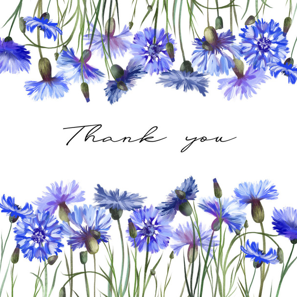 Floral περίγραμμα, υπόδειγμα κάρτας από ακουαρέλα μπλε άνθη καλαμποκιού, εικονογραφήσεις σε λευκό φόντο, σχεδιασμός για κάρτες και προσκλήσεις - Φωτογραφία, εικόνα