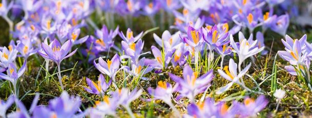 Close-up of blooming purple crocus flowers. Park. Europe. Early spring. Symbol of peace, joy, purity, Easter. Landscaping, gardening, ecotourism, environment. Art, macrophotography, bokeh, background - Fotografie, Obrázek