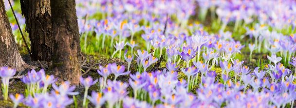 Zbliżenie kwitnących purpurowych kwiatów krokusa. Drzewa w tle. Park leśny. W Europie. Wczesną wiosną. Symbol pokoju, radości, czystości. Architektura krajobrazu, środowisko. Sztuka, makrofotografia, bokeh, tło - Zdjęcie, obraz