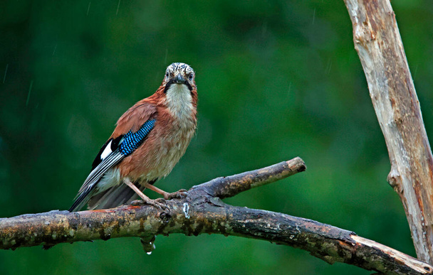 Avrasyalı Jay yağmur yağışı sırasında çayırda yiyecek arıyor. - Fotoğraf, Görsel