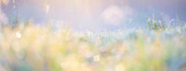 Forest meadow (lawn) at sunrise. Plants, dew drops. Morning fog, soft sunlight, sunbeams, golden hour. Idyllic landscape. Picturesque scenery. Nature, environment, ecology - Zdjęcie, obraz