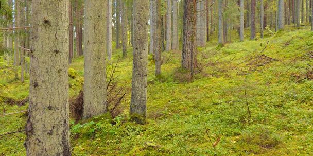 Egy titokzatos északi örökzöld erdő túlburjánzott dombjai. Hatalmas fák, növények, moha, páfrány. Kora ősz, Skandinávia. Természet, ökológia, környezetvédelem, ökoturizmus, túrázási koncepciók - Fotó, kép