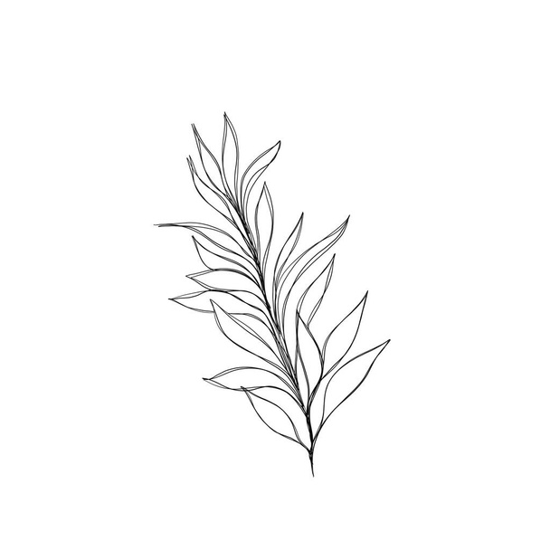 Красива чорна рука контурна квіткова мотузка ілюстрація трави ізольована на білому тлі. Шаблон ботанічного елемента для графічного дизайну, весільного декору, текстилю, сувенірного подарунка, канцелярського друку
 - Фото, зображення