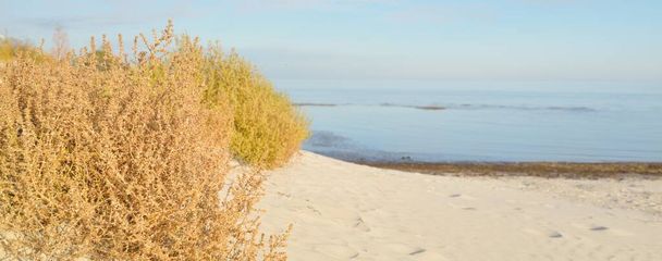 Βαλτική θάλασσα ακτή σε μια ηλιόλουστη μέρα. Παραλία, αμμόλοφοι, αμμόλοφος, φυτά. Καθαρός ουρανός. Ειδυλλιακό τοπίο. Φύση, διακοπές, αναψυχή. οικοτουρισμός - Φωτογραφία, εικόνα
