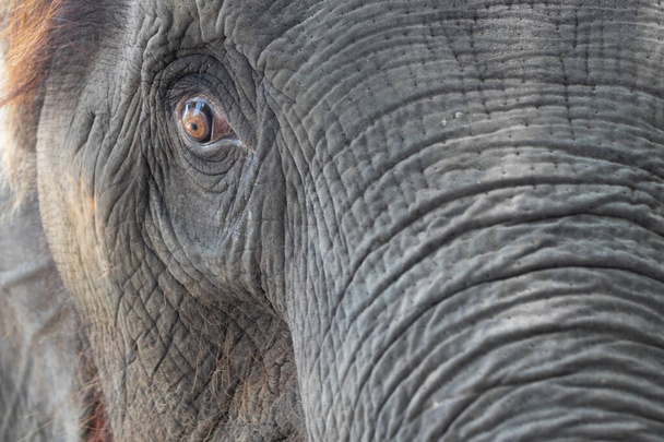 a Portrait of an Elephant - Foto, imagen