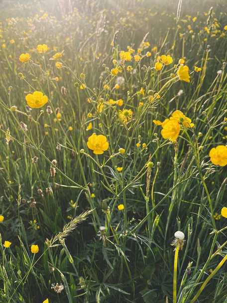 Kaunis villikukkia ja ruohoa aurinkoisella niityllä. Rauhallinen ilmakehän kesäniitty. Kukat anunculus acris ja yrttejä nurmikolla. Luonto tapetti - Valokuva, kuva