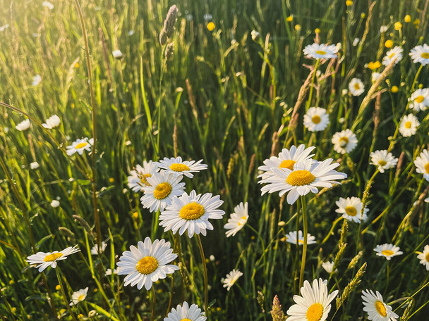 Hermosas flores de margarita en el sol de la noche en los pastizales. Tranquilo prado atmosférico de verano. Leucantemo vulgar floreciente y hierba a la luz del sol. Papel pintado floral - Foto, Imagen