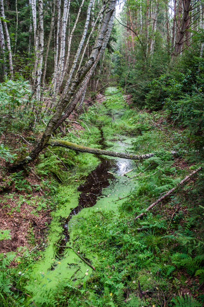 Ylimitoitettu hoitamaton metsä ja puro täynnä sammalta Etelä-Böömissä Borkovicen alueella - Valokuva, kuva