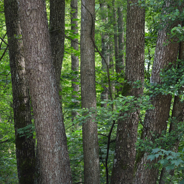 Yeşil yaz yaprak döken orman. Ağaç gövdeleri yakın plan. Karanlık atmosferik manzara. Doğa, ekoloji, çevre koruma - Fotoğraf, Görsel