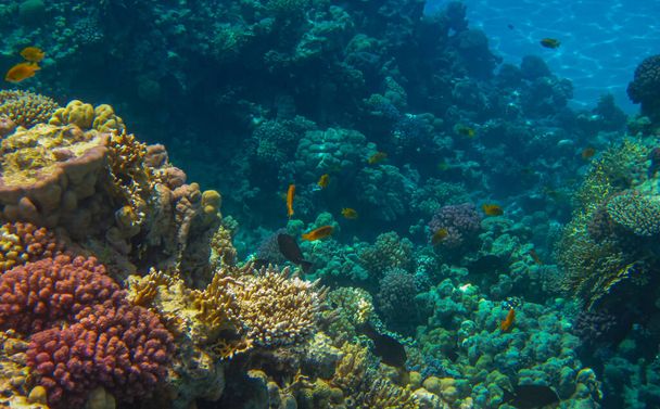 neuvěřitelně krásné a neobvyklé přírodní formy a barvy živého korálového útesu, jeho obyvatelé a barevné ryby v rudém moři v Egyptě, sahl hašiš - Fotografie, Obrázek