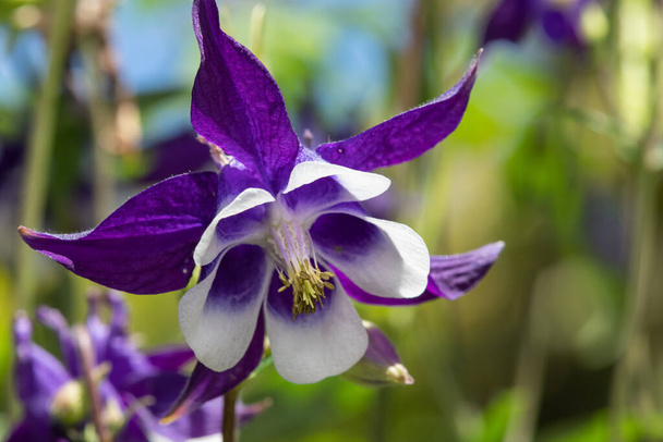 Закрыть пурпурно-белый цветок аквилегии в цвету - Фото, изображение