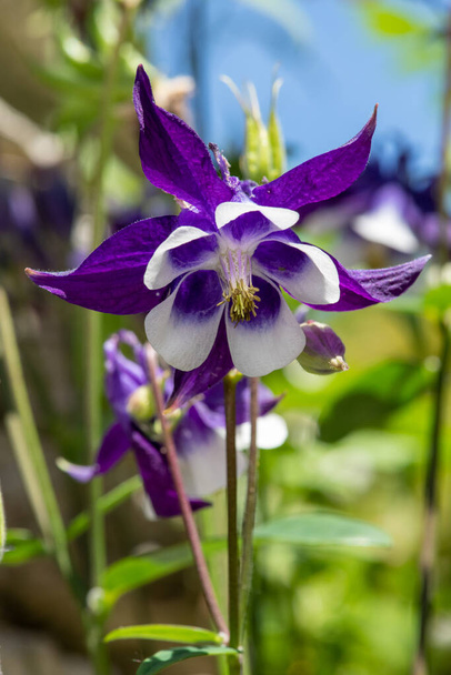 Close up of a purple and white aquilegia flower in bloom - Photo, Image