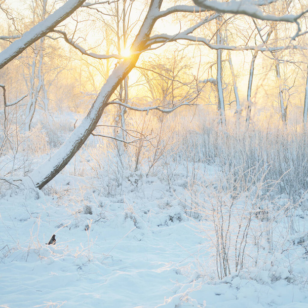 Napkeltekor hófödte örökzöld erdő atmoszférikus tájképe. Tiszta arany napfény. Hatalmas fák, fatörzsek, havas dombok. Téli csodaország. Évszakok, ökológia, ökoturizmus, karácsonyi vakációk - Fotó, kép