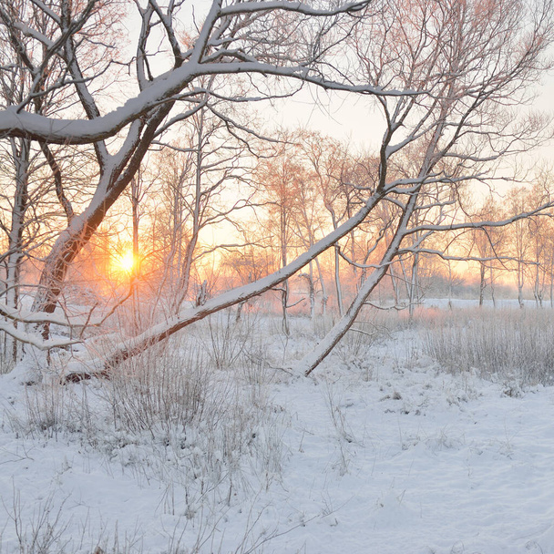 Paisagem atmosférica de floresta perene coberta de neve ao nascer do sol. Pura luz solar dourada. Árvores poderosas, troncos de árvores, colinas de neve. País das maravilhas do inverno. Temporadas, ecologia, ecoturismo, férias de Natal - Foto, Imagem