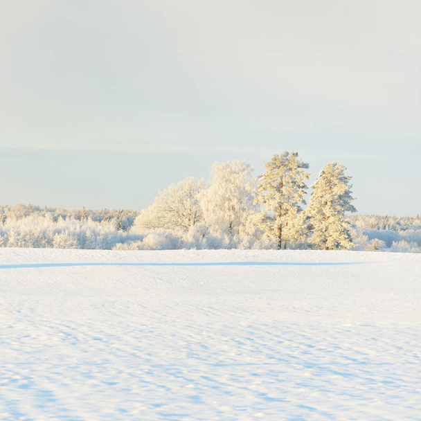 Могутнє соснове дерево, засніжене поле, людські доріжки на свіжому снігу. Чисте сонячне світло. Зимова країна чудес. Екологія, екотуризм, охорона навколишнього середовища, різдвяні канікули, лижі
 - Фото, зображення